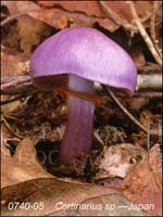 Cortinarius_sp