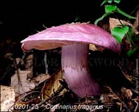 Cortinarius_traganus