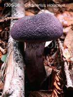 Cortinarius_violaceus-b