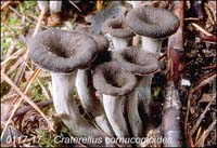 Craterellus_cornucopioides