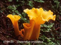 Craterellus_ordoratus
