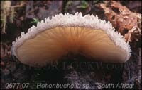 Crepidotus_sp-b