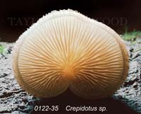 Crepidotus_sp