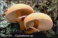 Cystoderma_sp