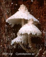 Cystolepiota_sp