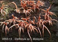 Deflexula_sp