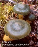 Dermocybe_austroveneta