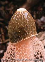 Dictyophora_cinnabarina-b