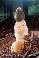 Dictyophora_duplicata