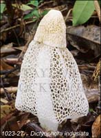 Dictyophora_indusiata-b