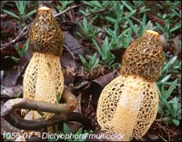 Dictyophora_multicolor-e