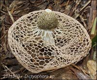 Dictyophora_sp