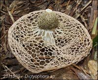 Dictyophora_sp