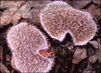 Durianella_echinulata-c