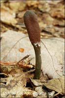 Elaphocordyceps_sp