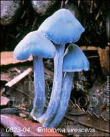 Entoloma_virescens-c