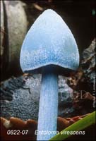 Entoloma_virescens