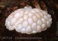 Favolaschia_pustulosa