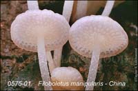 Filoboletus_manipularis-b