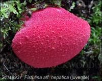 Fistulina_aff_hepatica-b