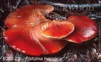 Fistulina_hepatica-b