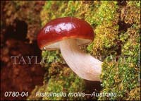 Fistulinella_mollis