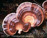 Flabellophora_obovata