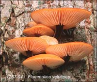 Flammulina_velutipes-b