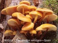 Flammulina_velutipes