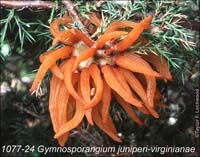 G_juniperi-virginianae