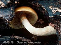 Galerina_marginata