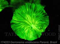 Gerronema_viridilucens-e