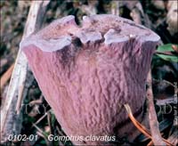 Gomphus_clavatus