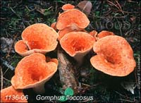 Gomphus_floccosus-b