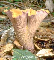 Gomphus_sp