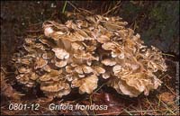 Grifola_frondosa