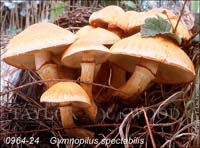 Gymnopilus_spectabilis-b