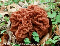 Gyromitra_caroliniana