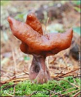 Gyromitra_infula-c