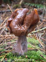 Gyromitra_infula