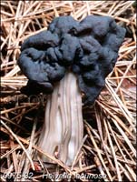 Helvella_lacunosa-b