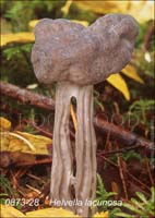 Helvella_lacunosa