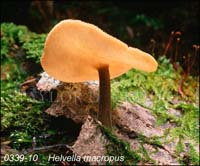 Helvella_macropus