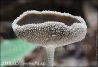 Helvella_sp-b