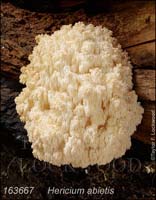 Hericium_abietis-b