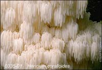 Hericium_coralloides-b