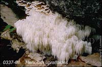 Hericium_coralloides-c