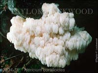 Hericium_coralloides