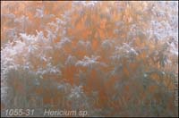 Hericium_sp-c