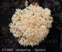 Hericium_sp-d